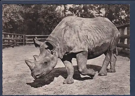 AK Tierpark Berlin Spitznashorn Faru 1961