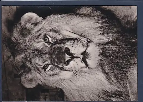 AK Löwe im Tierpark Berlin 1963