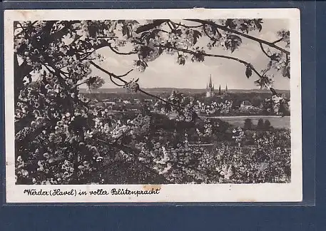 AK Werder ( Havel) in voller Blütenpracht 1953