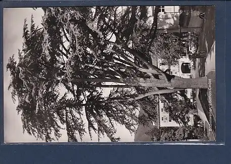 AK Badenweiler Libanon Ceder 1960