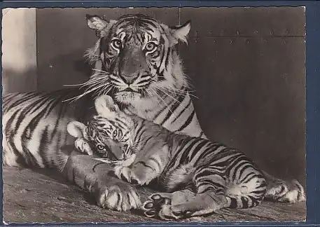 AK Sundatigerin Lissy mit Jungen im Tierpark Berlin 1960