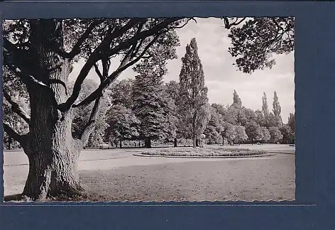 AK Stadthagen Stadtgarten 1962