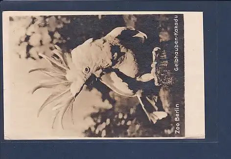 Foto AK Zoo Berlin Gelbhauben Kakadu 1940