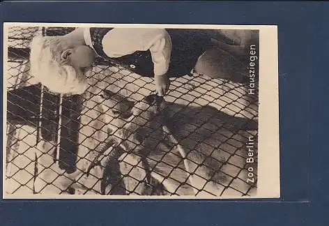 Foto AK Zoo Berlin  Hausziegen 1940
