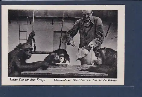 AK Unser Zoo vor dem Krieg Schimpansinnen Titine Susi und Lore bei der Mahlzeit 1940