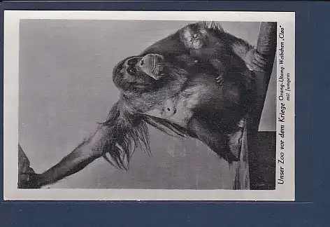AK Unser Zoo vor dem Kriege Orang Utang Weibchen Cleo mit Jungem 1940