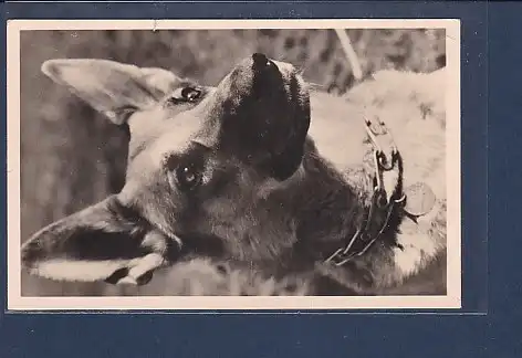 AK Schäferhund 1967