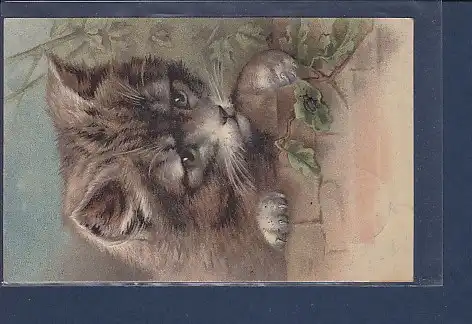 Präge AK Katze mit Käfer 1908