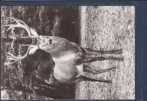 AK Berlin Tierpark Berlin Rothirsch 1982