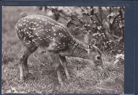 AK Virginiahirsch Kalb 1973