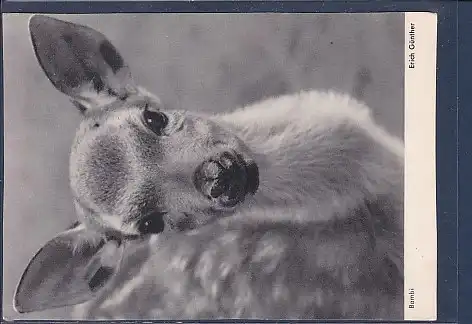 AK Bambi Erich Günther 1960