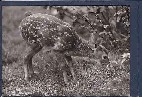 AK Virginiahirsch Kalb, nicht gelaufen von ca. 1973