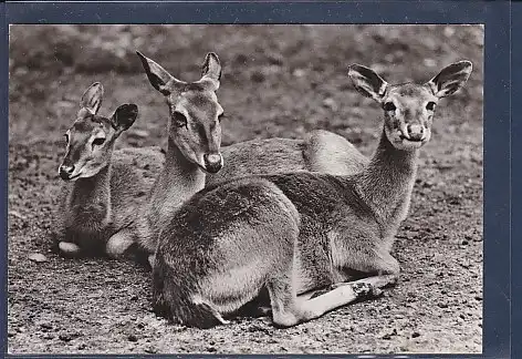 AK Leierhirsch ( Cervus eldi) 1976