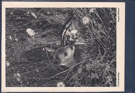 AK Tierkinderstube August Dittmar 1960