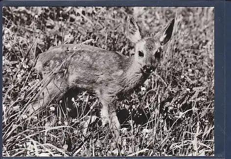 AK Reh ( Capreolus capreolus) 1976