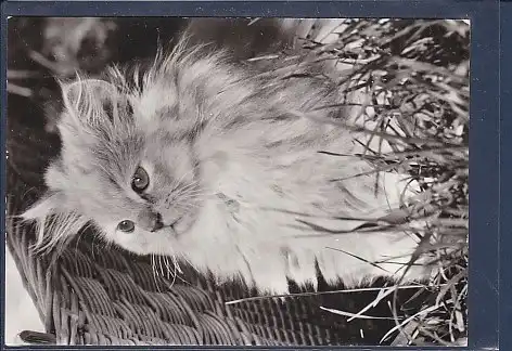 AK Katze ( Angora) 1980