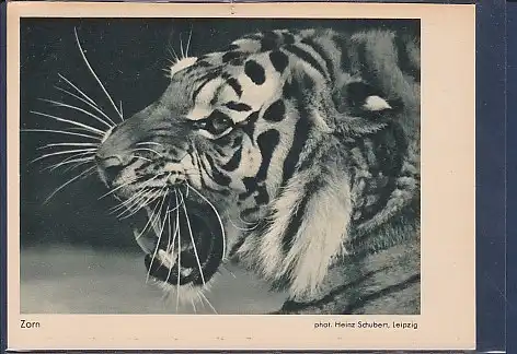 AK Zorn ( Sibirischer Tiger) phot. Heinz Schubert Leipzig 1960
