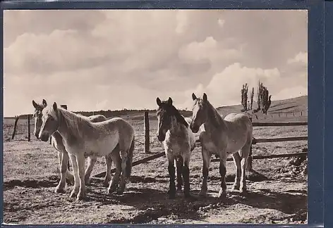 AK Kaltblutfohlen 1973