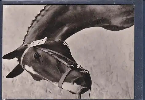 AK Pferd 1970