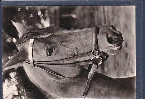 AK Pferd 1970
