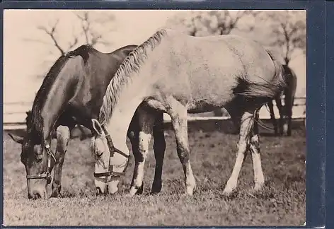AK Vollblutstuten 1970