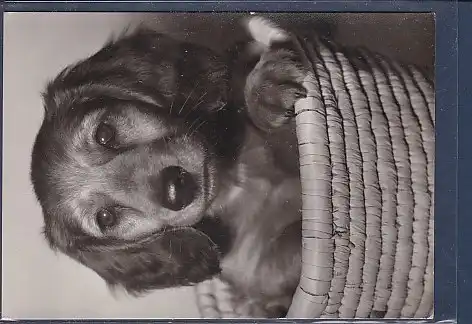 AK Tier Hund 1960