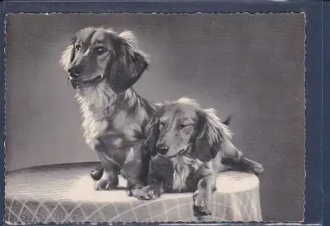 AK Hund 1969