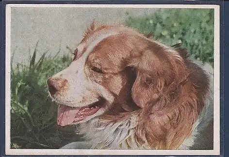 AK Hund 1960