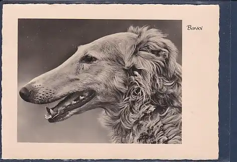 AK Hund Barsoi 1960