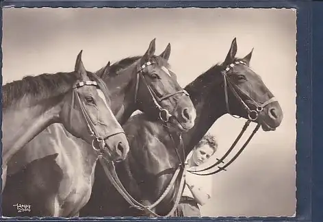 AK Pferde 1970