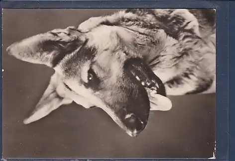 AK Schäferhund 1989