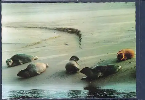 AK Seehunde auf der Sandbank 1982