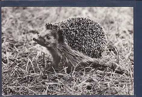 AK Igel Tierkalender 1982