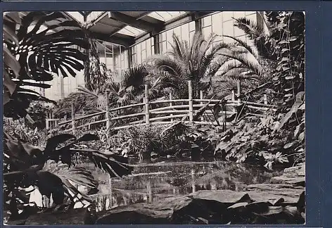 AK Tierpark Berlin Ausschnitt aus der Tropenhalle 1969