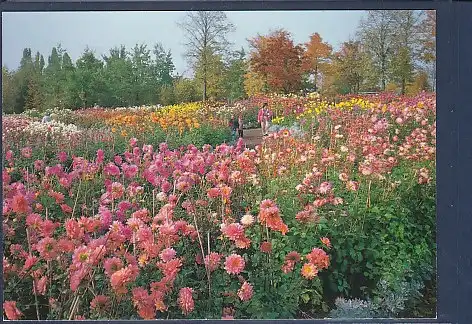 AK Erholungspark der Bundesgartenschau Berlin 1985 Dahlienarena im Herbst