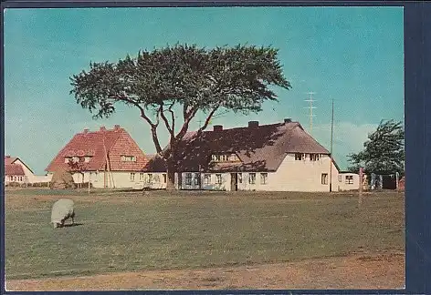 AK Insel Hiddensee Fischerhäuser in Neuendorf 1973