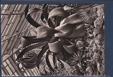 AK Magdeburg Städtische Gewächshäuser Exotische Pflanzensammlung 1975