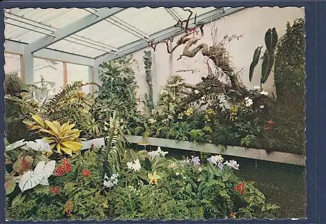 AK Hannover Herrenhausen Orchideenhaus im Berggarten 1959