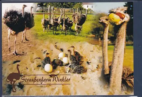 AK Straußenfarm Winkler Neulöwenberg Löwenberger Land 2000