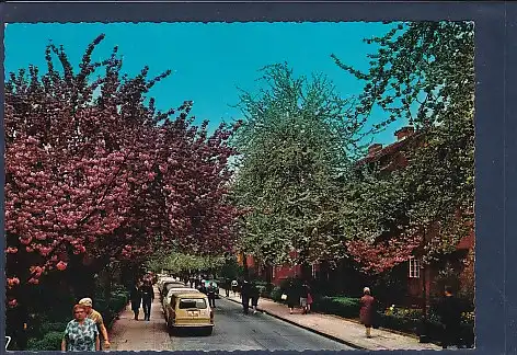 AK Berlin Britzer Baumblüte 1970