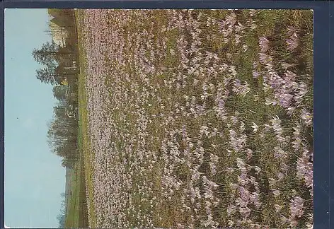 AK Drebach Krokusblüte 1986