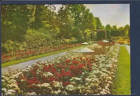 AK Rosengarten Forst ( Lausitz) 1968