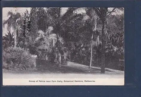 AK Group of Palms near Fern Gully Botanical Gardens Melbourn 1905