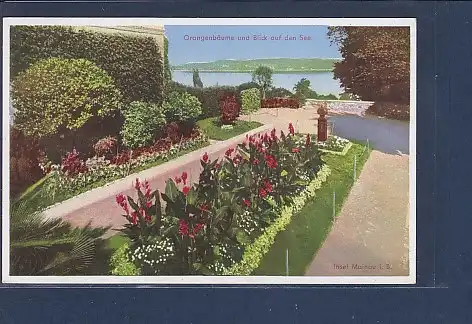 AK Insel Mainau Orangenbäume und Blick auf den See 1930