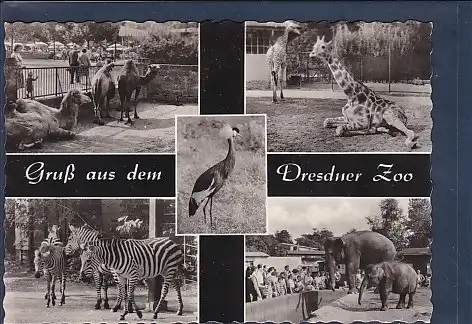 AK Gruß aus dem Dresdner Zoo 5.Ansichten 1963