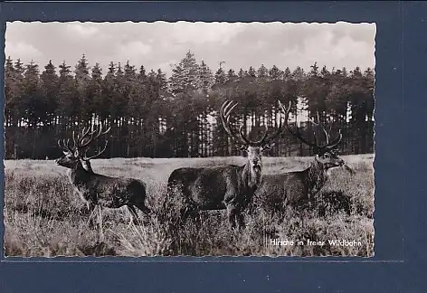 AK Marienteichbaude bei Bad Harzburg Hirsche in freier Wildbahn 1960