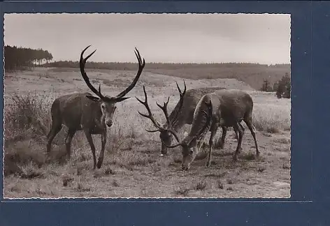 AK Marienteichbaude Einzige Sommerfütterung im Harz aus freier Wildbahn 1960