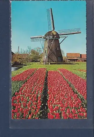 AK Holland Land der Blumen und Mühlen 1960