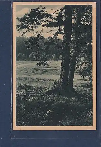 AK Die Buchheide Einsame Kiefern 1930