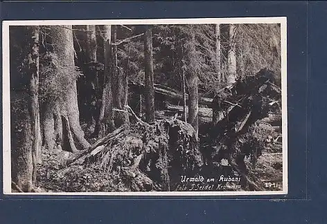 AK Urwald am Kubani Foto J. Seidel Krummau 1931